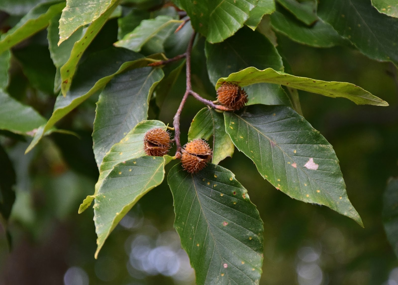 Beech Leaf