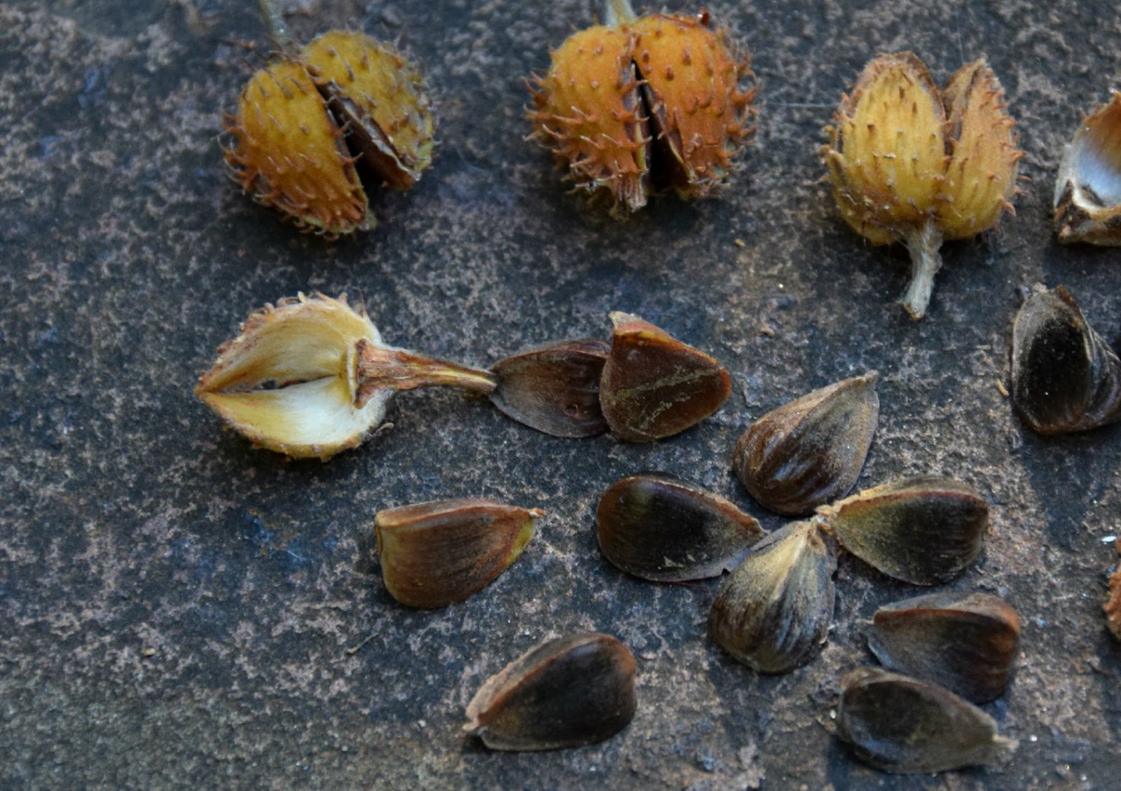 Beechnuts