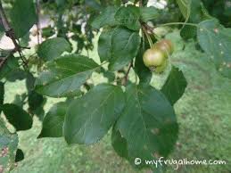 Crab Apple Leaf