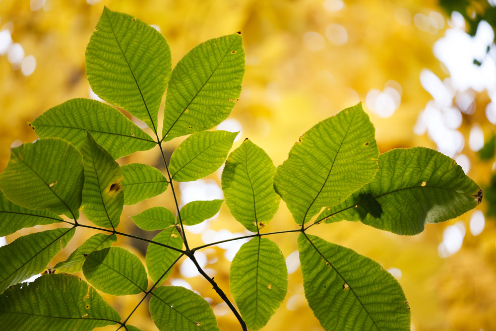Hickory Leaf