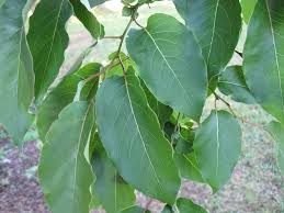 Persimmon Leaf