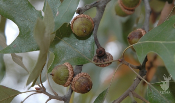 Red Oak Acorn