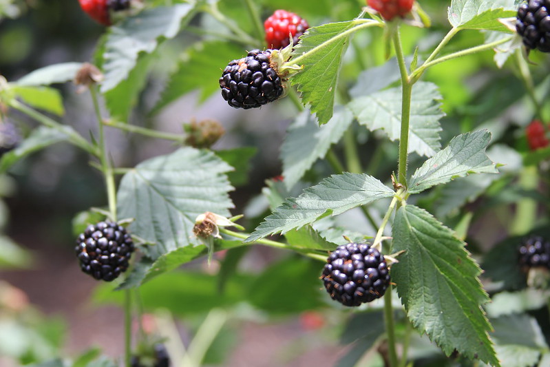 Wild Berries