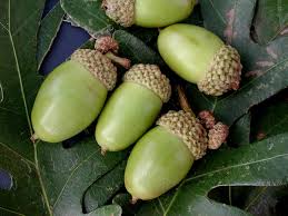 White Oak Acorn